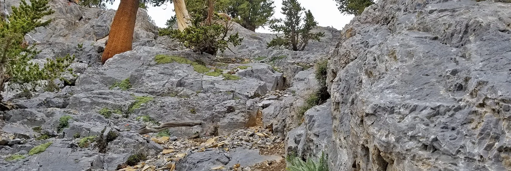 View Back Up the NE Chute from the 2nd Ledge | Mummy Mountain NE Cliffs Descent | Mt Charleston Wilderness | Spring Mountains, Nevada