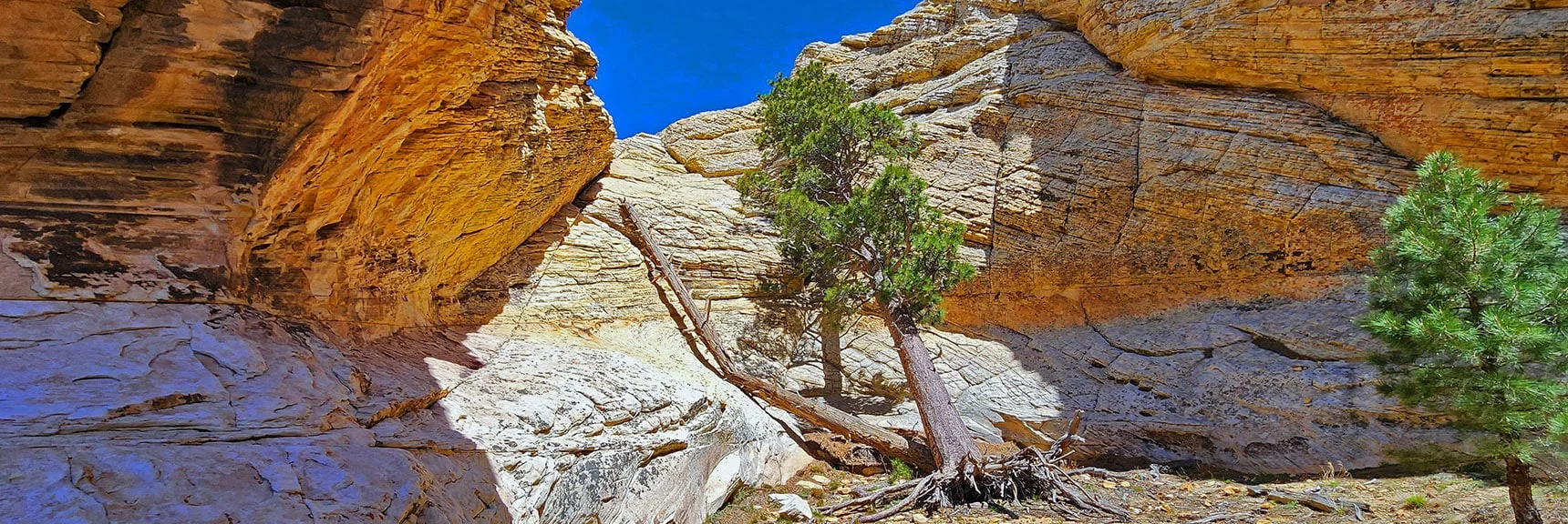 Preparing to Ascend to the Next Level Above the Bowl. Tree Trunk Ladder! | Bridge Mountain | Rainbow Mountain Wilderness, Nevada