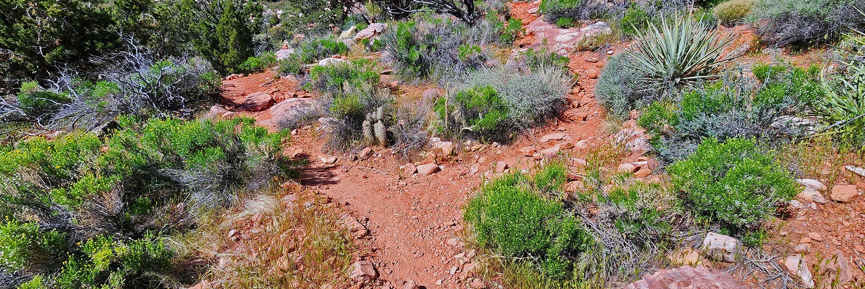 Keep to the Right. If You Descend into Wash Too Early...Bad! Bad! | Juniper Peak Summit | Rainbow Mountain Wilderness, Nevada