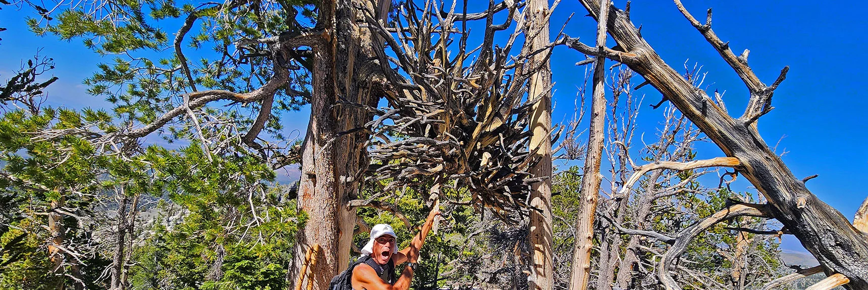 Looks Like a Medieval Battle Mace Strangely Suspended Between Bristlecones | Sisters South to the Sisters North | Mt. Charleston Wilderness | Spring Mountains, Nevada