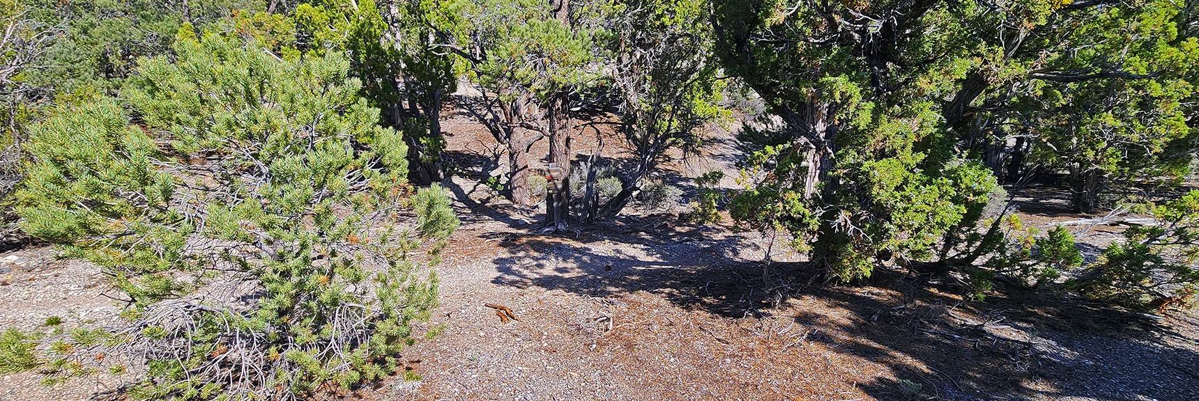 Trail Descends into a Gully and "Ts" Out. A Left Turn Here Would Take You onto Rocky Gorge Trail. | Pinyon Pine Loop Trail | Lee Canyon | Mt. Charleston Wilderness | Spring Mountains, Nevada