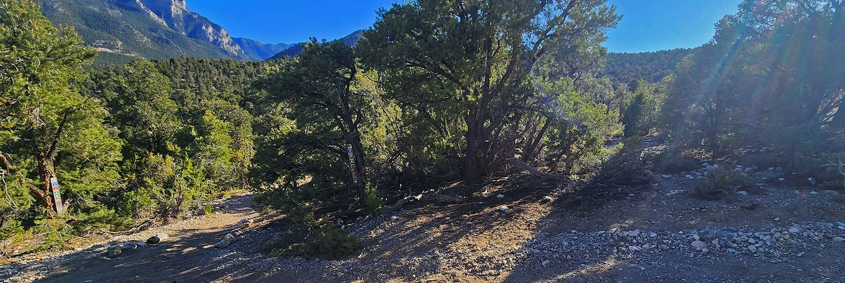 Continue Straight Across the Road. Trail Resumes Toward Mummy's Head | Pinyon Pine Loop Trail | Lee Canyon | Mt. Charleston Wilderness | Spring Mountains, Nevada