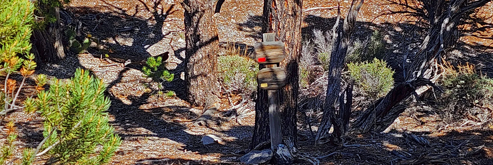 Turn Right. Directional Info is Missing. Red Pinyon Trail (Right); Yellow Rocky Gorge (Left) | Pinyon Pine Loop Trail | Lee Canyon | Mt. Charleston Wilderness | Spring Mountains, Nevada