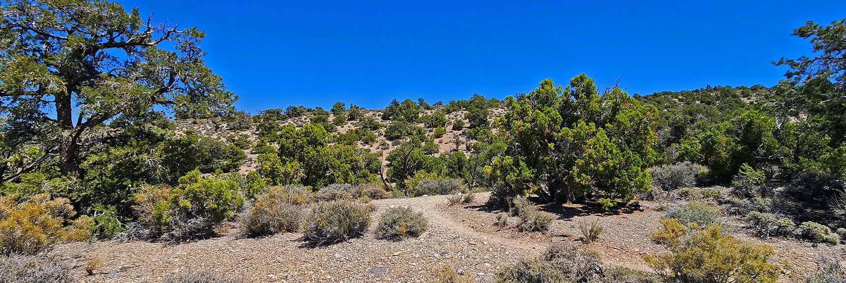 Trails Begins to Angle Toward East Side of Loop Crossing Intervening Ridges | Pinyon Pine Loop Trail | Lee Canyon | Mt. Charleston Wilderness | Spring Mountains, Nevada