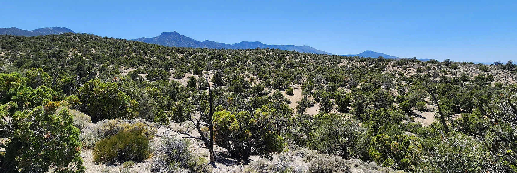 Macks, Bonanza & Wheeler Peak Mark North End of Spring Mountains | Pinyon Pine Loop Trail | Lee Canyon | Mt. Charleston Wilderness | Spring Mountains, Nevada