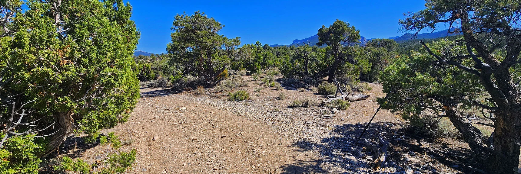 DON'T MISS THIS TURN!!! Faint, Unmarked Trail Splits to the Right. | Pinyon Pine Loop Trail | Lee Canyon | Mt. Charleston Wilderness | Spring Mountains, Nevada