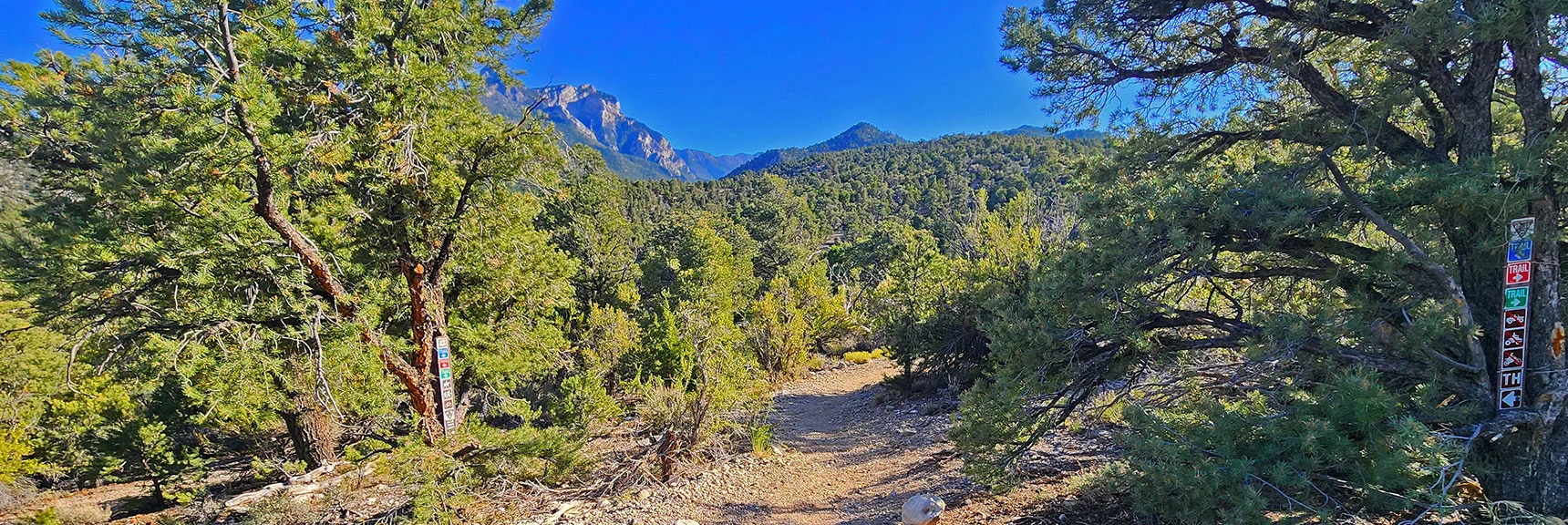 Signs Are a Confusion of Colored Arrows. Not Much Help! | Pinyon Pine Loop Trail | Lee Canyon | Mt. Charleston Wilderness | Spring Mountains, Nevada