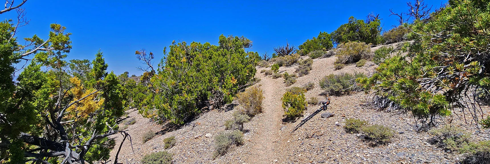 Eventually Ascend Ridge on Right | Pinyon Pine Loop Trail | Lee Canyon | Mt. Charleston Wilderness | Spring Mountains, Nevada