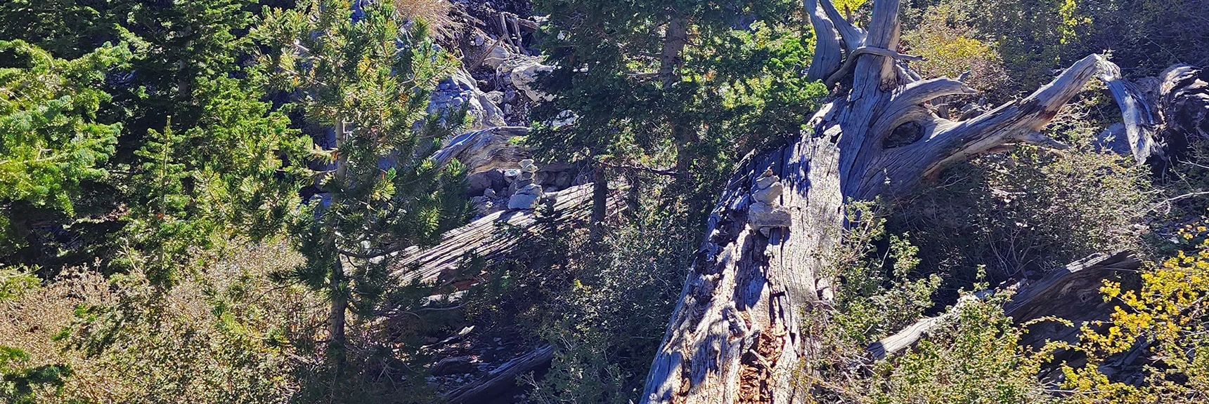 Now in the Mummy's Head Approach Wash. Well Marked with Cairns. | Mummys Head | Lee Canyon | Mt Charleston Wilderness | Spring Mountains, Nevada
