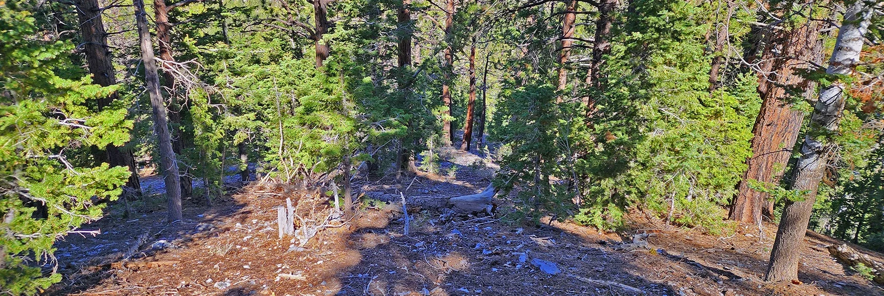 Returning Down More Gradual Ridge, Better Footing, Less Obstacles, Yet South of True Approach | Mummy Mountain Head from Lee Canyon Road | Mt Charleston Wilderness | Spring Mountains, Nevada