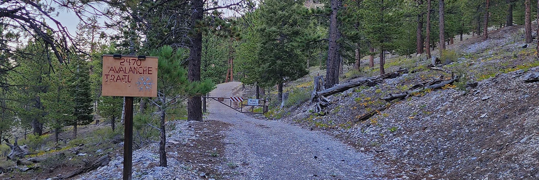 Take Right Up Avalanche Slope at Gate, But Angle Sharply Left. I Went Straight Up...Mistake! | Mummy Mountain Head from Lee Canyon Road | Mt Charleston Wilderness | Spring Mountains, Nevada