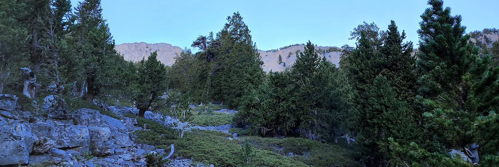 View Back Up Toward Mummy Mountain Cliffs from Point Where Route Turns Toward Mummy Springs Trail Connection | Mummy Mountain Grand Crossing | Lee Canyon to Deer Creek Road | Mt Charleston Wilderness | Spring Mountains, Nevada |