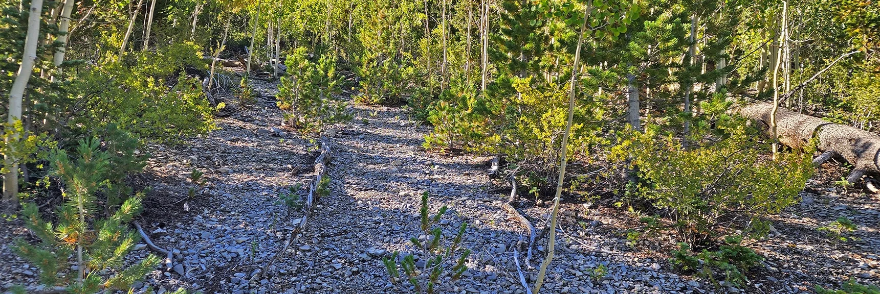 Trail Created by Foxtail Camp Girl Scouts. Note the Branches Bordering | Mummy Mountain Grand Crossing | Lee Canyon to Deer Creek Road | Mt Charleston Wilderness | Spring Mountains, Nevada |