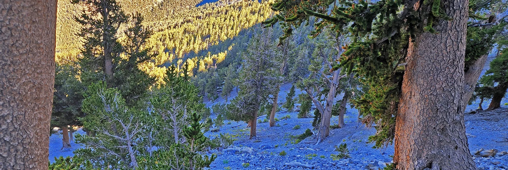 Descending Avalanche Slope Below Mummy Mt. Cliffs. | Mummy Mountain Grand Crossing | Lee Canyon to Deer Creek Road | Mt Charleston Wilderness | Spring Mountains, Nevada |