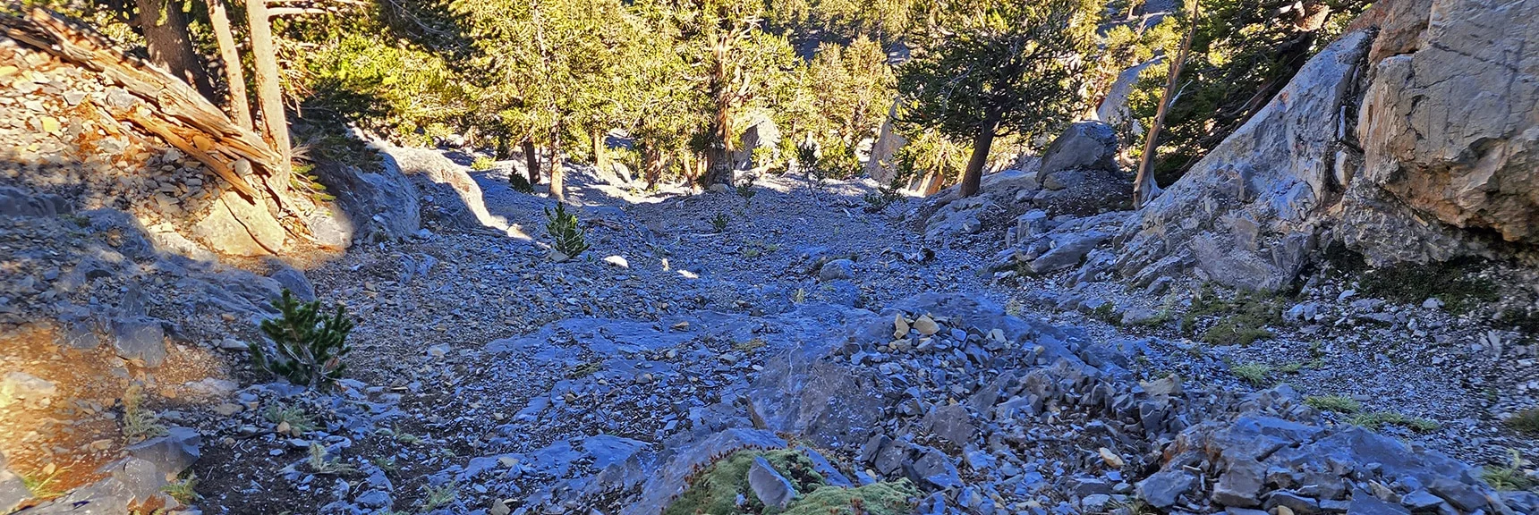Mid-Portion of the Descent Chute | Mummy Mountain Grand Crossing | Lee Canyon to Deer Creek Road | Mt Charleston Wilderness | Spring Mountains, Nevada |