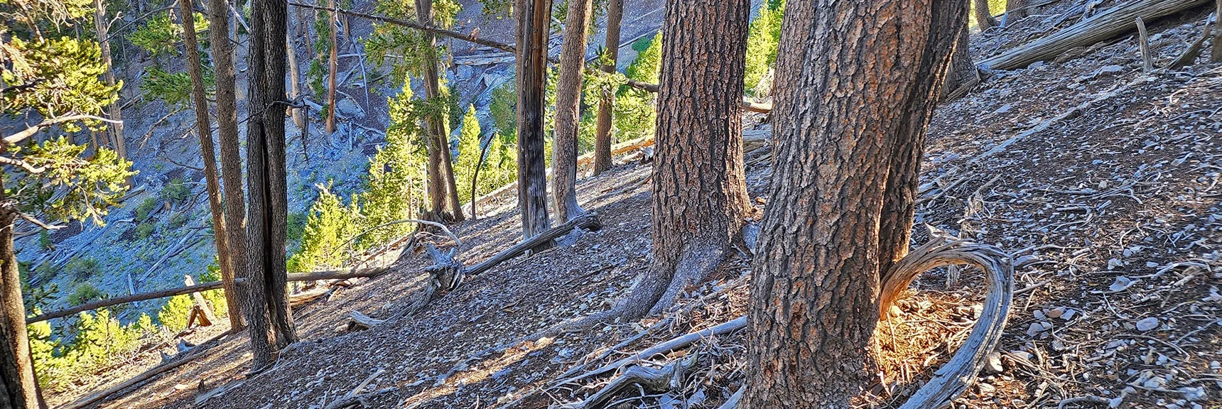 Steep "Ladder" Avalanche Slope Above Foxtail Canyon Springs | Mummy Mountain Grand Crossing | Lee Canyon to Deer Creek Road | Mt Charleston Wilderness | Spring Mountains, Nevada |