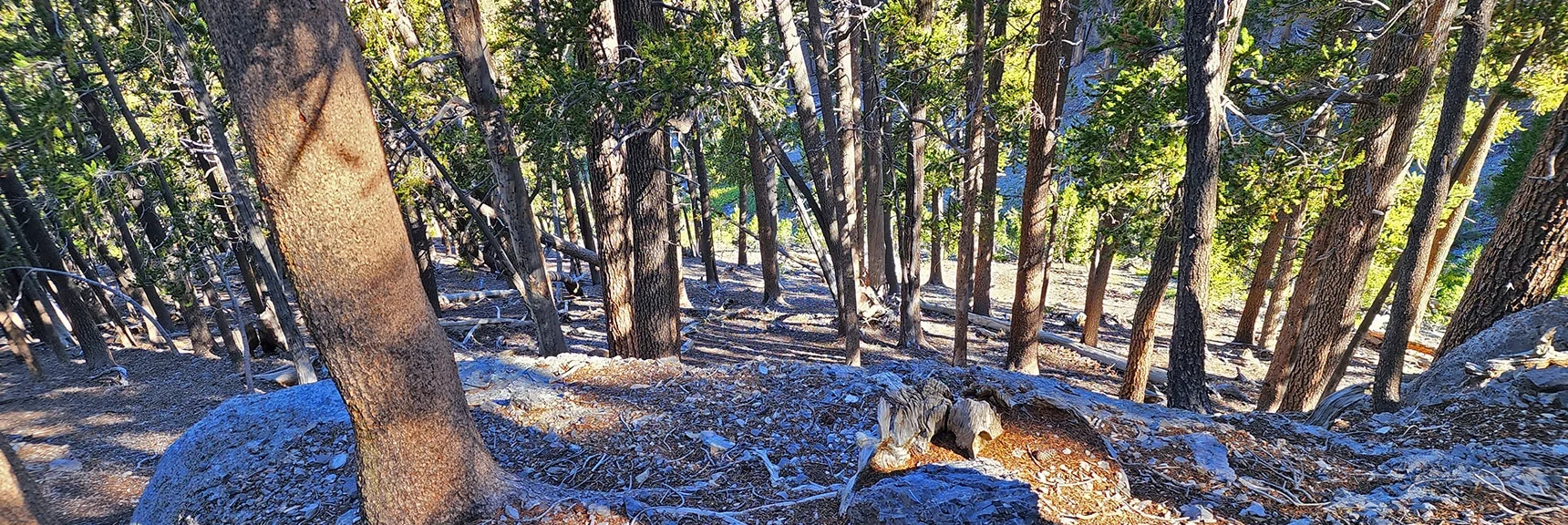 18-Inche Elevation Gain Per Step! Looking Down. | Mummy Mountain Grand Crossing | Lee Canyon to Deer Creek Road | Mt Charleston Wilderness | Spring Mountains, Nevada |