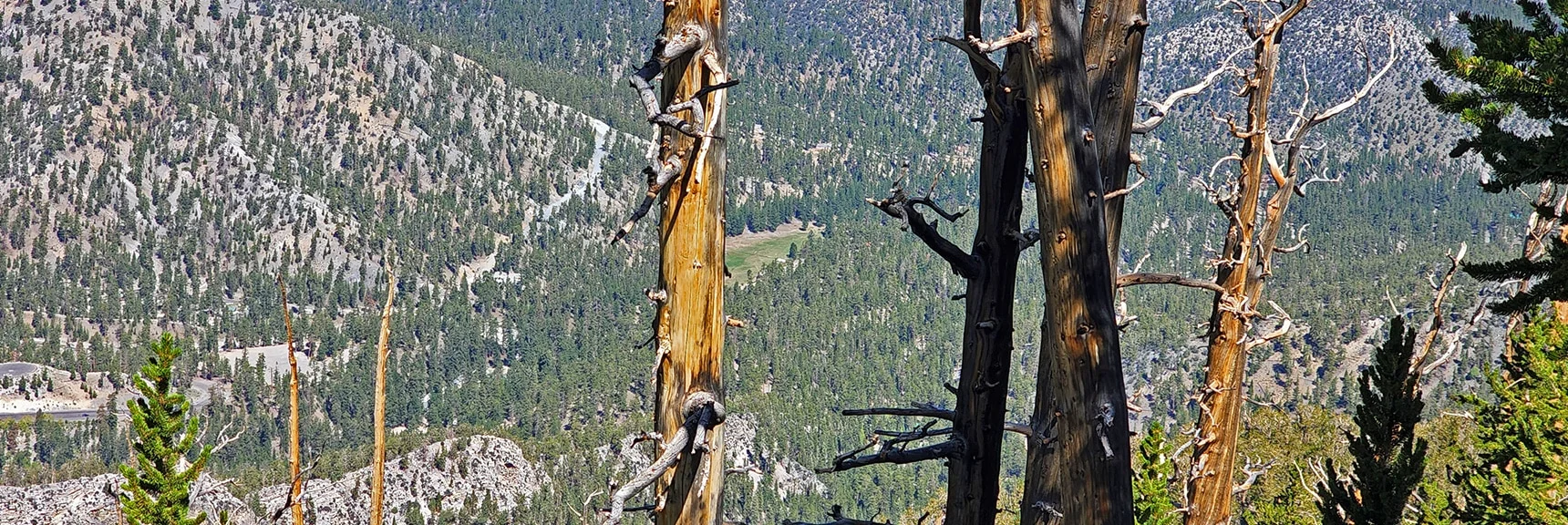View Down to Lee Meadow and Lower Bristlecone Pine Trail from Lee/Kyle Canyon High Ridgeline | Mummy Mountain Grand Crossing | Lee Canyon to Deer Creek Road | Mt Charleston Wilderness | Spring Mountains, Nevada |
