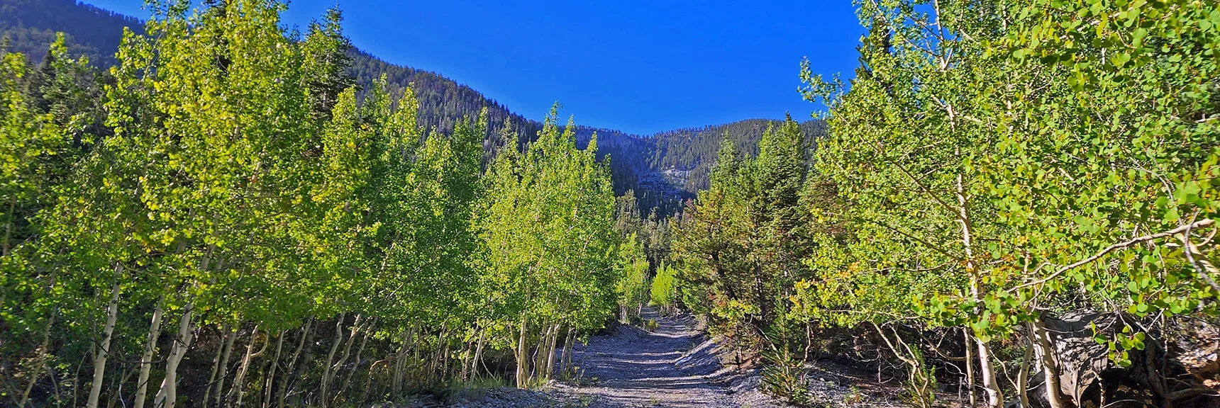 Forest Road Above Girl Scouts Camp Heading Straight for Lee/Kyle Canyon High Ridgeline | Mummy Mountain Grand Crossing | Lee Canyon to Deer Creek Road | Mt Charleston Wilderness | Spring Mountains, Nevada |