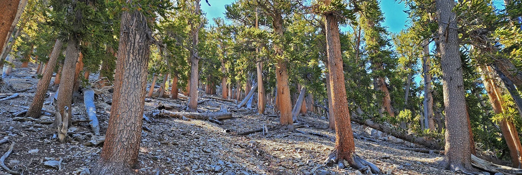 Heading Up the "Ladder" on the South Ridge Bordering Foxtail Canyon Wash.. | Mummy Mountain Grand Crossing | Lee Canyon to Deer Creek Road | Mt Charleston Wilderness | Spring Mountains, Nevada |