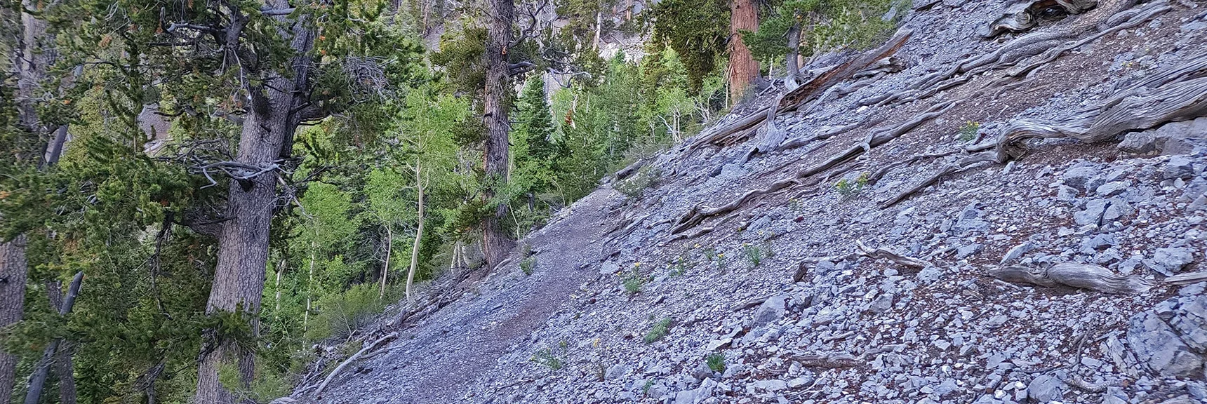 Traveling on Lower Cougar Ridge Trail Having Connected with Mummy Springs Trail Far Above | Mummy Mountain Grand Crossing | Lee Canyon to Deer Creek Road | Mt Charleston Wilderness | Spring Mountains, Nevada |
