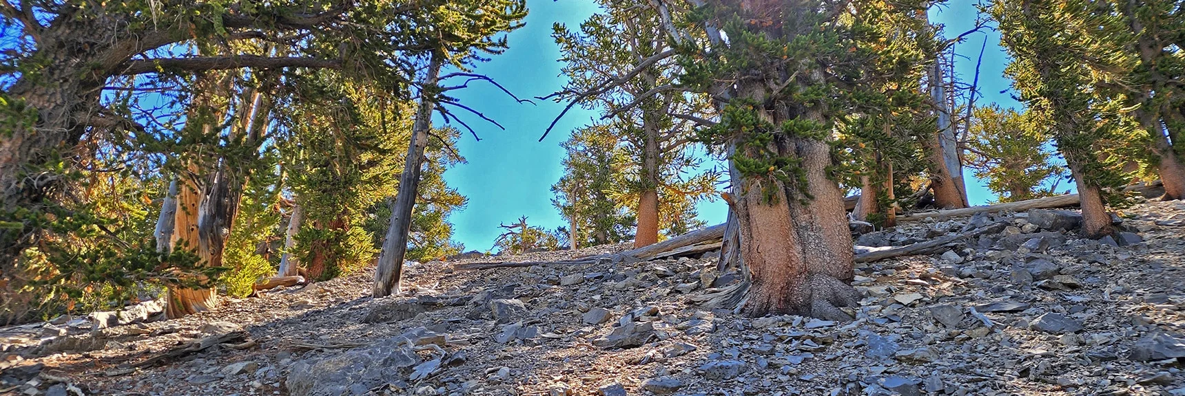 Blue Sky Horizon Marks Arrival at the Lee/Kyle Canyon High Ridge! | Mummy Mountain Grand Crossing | Lee Canyon to Deer Creek Road | Mt Charleston Wilderness | Spring Mountains, Nevada |