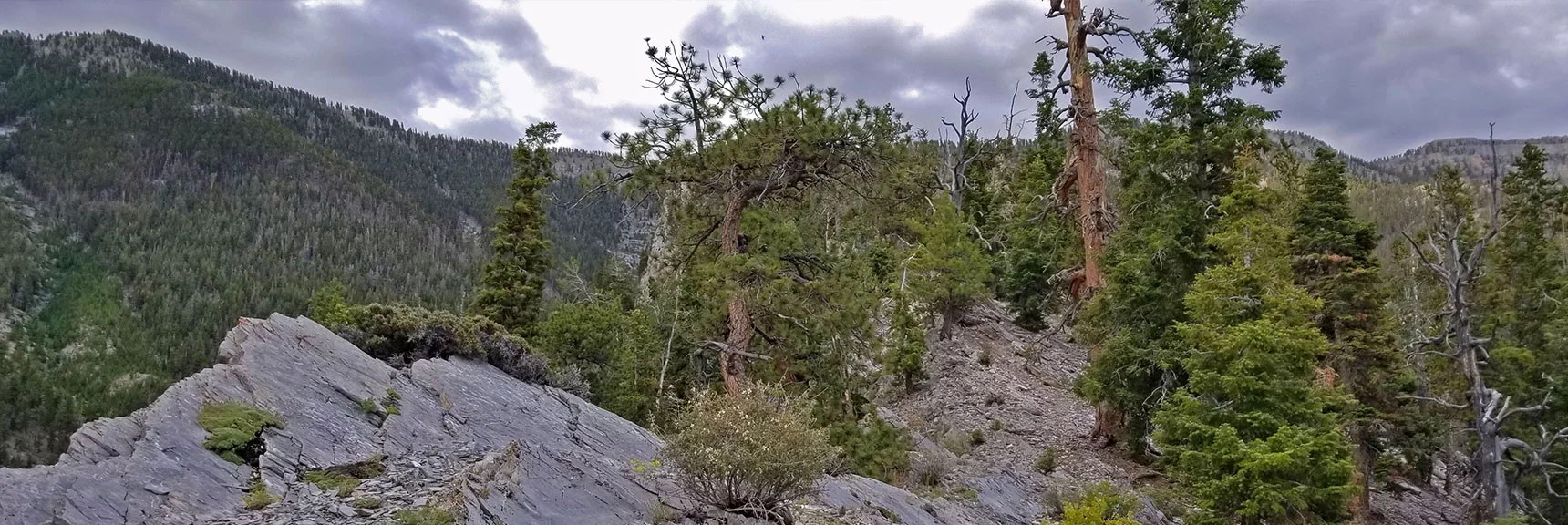 Navigating Center of Mid-Ridge. Cliffs to Left (East), Avalanche Slope to Right (West) | Lee and Charleston Peaks via Lee Canyon Mid Ridge | Mt Charleston Wilderness | Spring Mountains, Nevada
