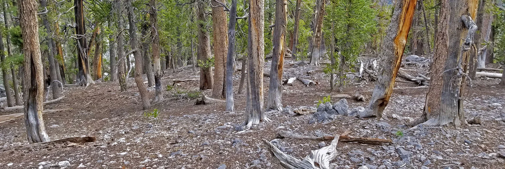 Above the Gully Gap the Ridge Line Widens, Bristlecone Pine Forest, Easy Navigation | Lee and Charleston Peaks via Lee Canyon Mid Ridge | Mt Charleston Wilderness | Spring Mountains, Nevada