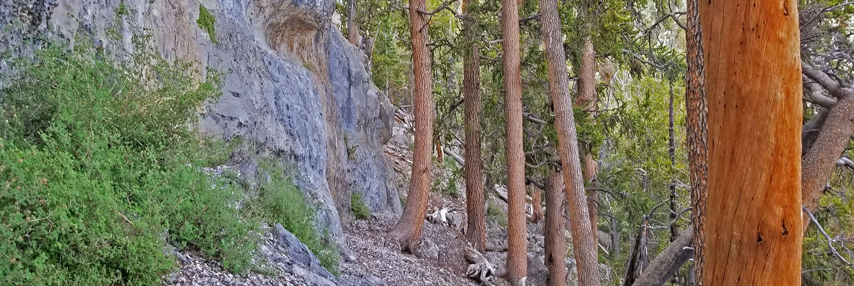 Skirting the Base of the 50-Yard Cliff Line Leading to the Gully Gap | Lee and Charleston Peaks via Lee Canyon Mid Ridge | Mt Charleston Wilderness | Spring Mountains, Nevada