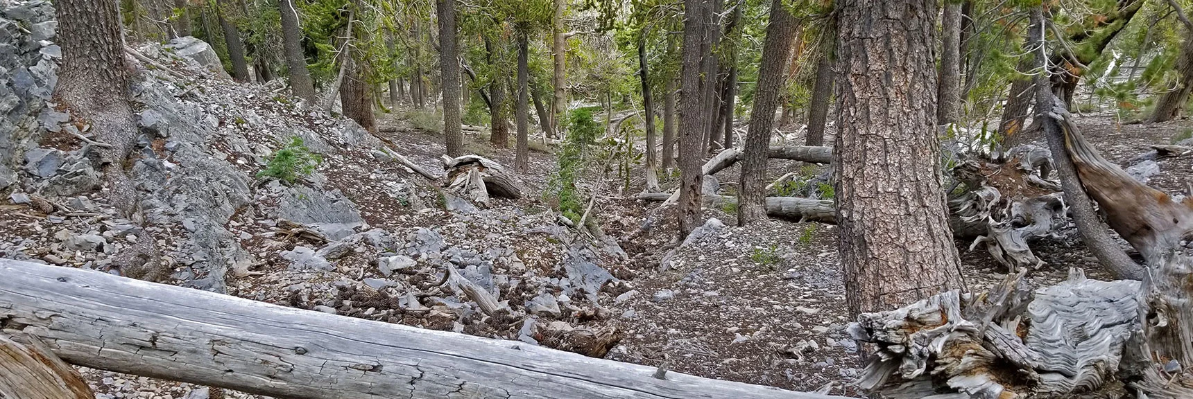 If You Head Down the Gully Gap You End Up At the Top of Lee Canyon Ski Lift | Lee and Charleston Peaks via Lee Canyon Mid Ridge | Mt Charleston Wilderness | Spring Mountains, Nevada