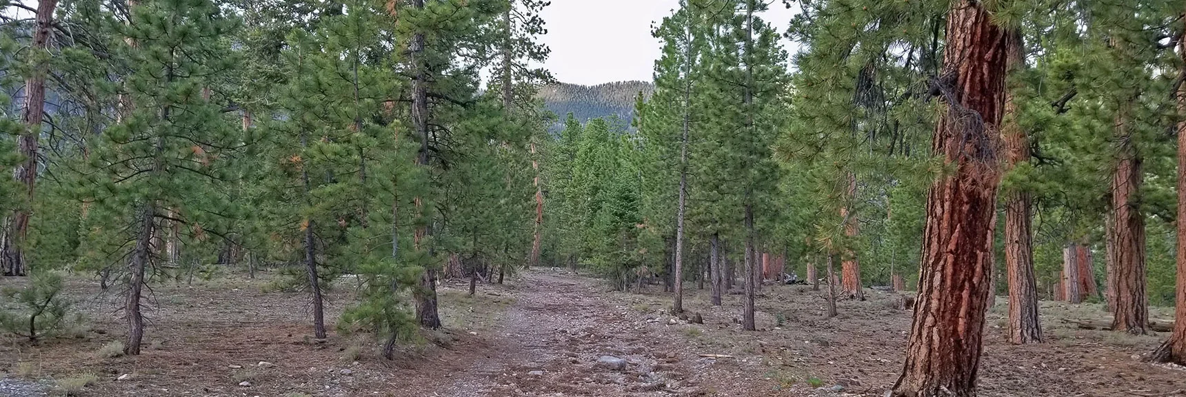 Old Unpaved Unused Road Above Slope Guides to Ridge Beginning | Lee and Charleston Peaks via Lee Canyon Mid Ridge | Mt Charleston Wilderness | Spring Mountains, Nevada