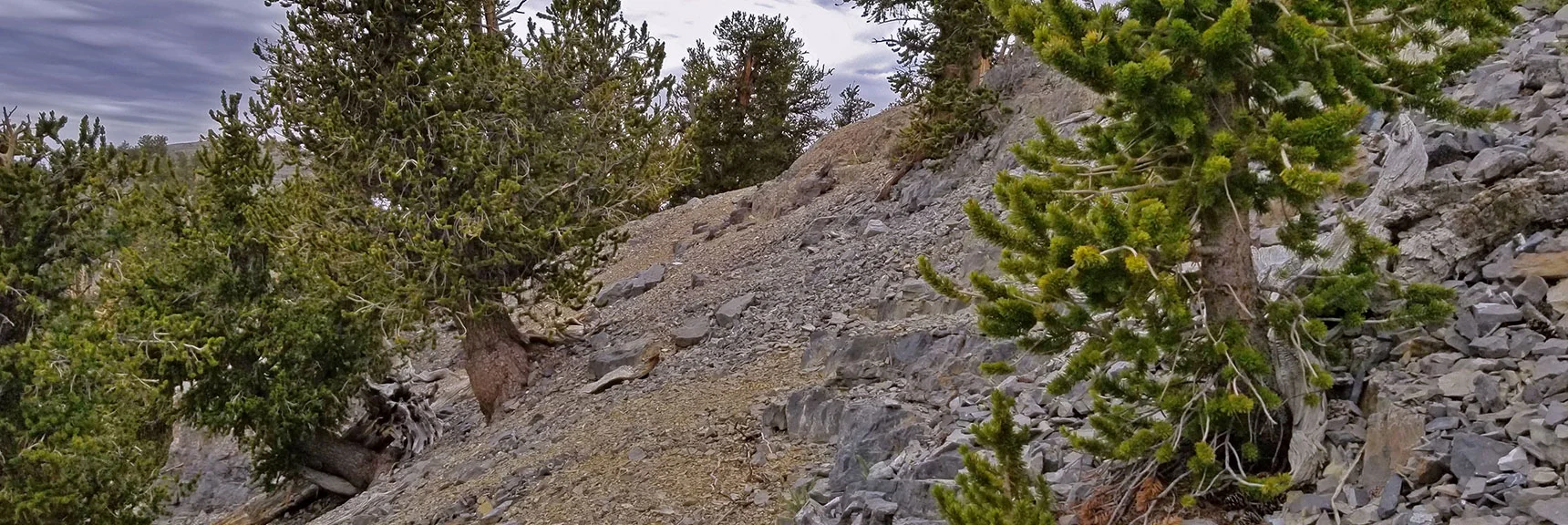 Angling Up the Lee Peak Summit Approach Ridge from the 4th Plateau Viewpoint | Lee and Charleston Peaks via Lee Canyon Mid Ridge | Mt Charleston Wilderness | Spring Mountains, Nevada