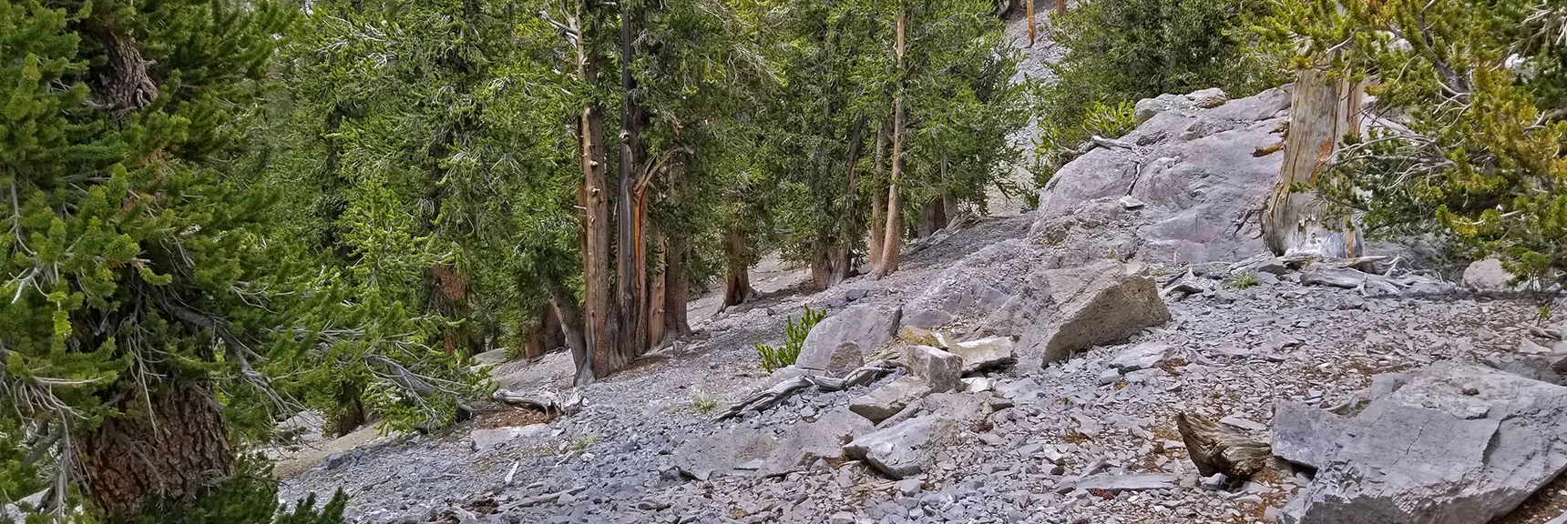 Reconnecting with the North Loop Trail Beyond Lee Peak Summit | Lee and Charleston Peaks via Lee Canyon Mid Ridge | Mt Charleston Wilderness | Spring Mountains, Nevada