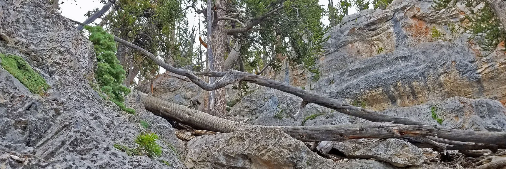 Arrival at the Half-Way Gully Gap Passage Back to the Center of the Ridge | Lee and Charleston Peaks via Lee Canyon Mid Ridge | Mt Charleston Wilderness | Spring Mountains, Nevada