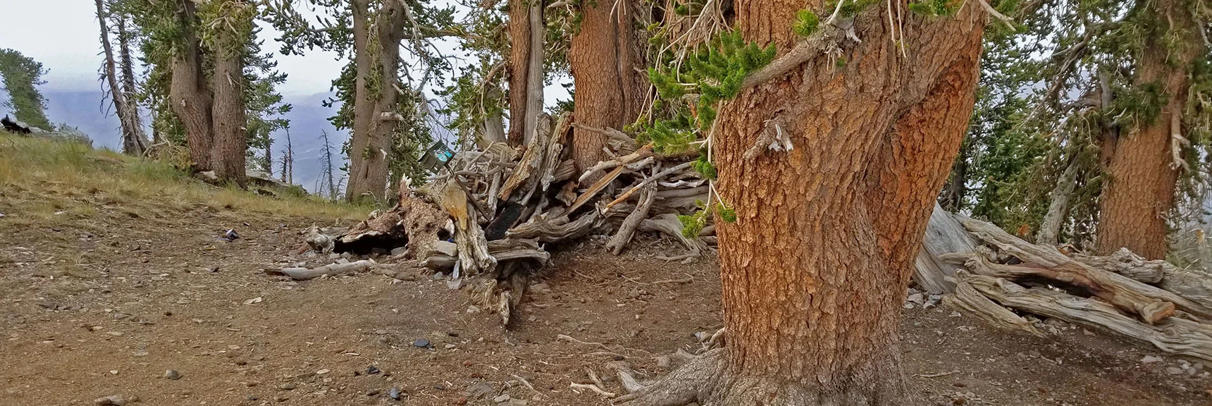 Arrival at "The Junction" Sheltered Area Where South Loop Trail Meets Kyle Canyon Upper South Rim. | Lee and Charleston Peaks via Lee Canyon Mid Ridge | Mt Charleston Wilderness | Spring Mountains, Nevada