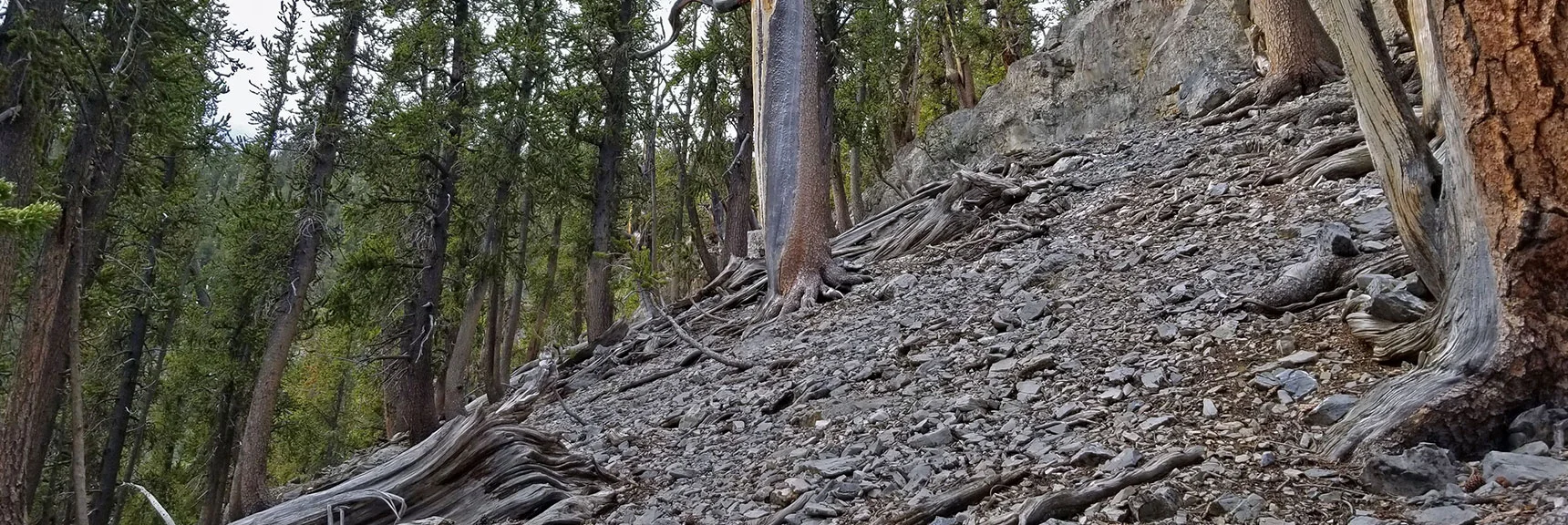 Rocks and Bluffs Again Appear. Watch for Very Faint Trail to Left of Cliffs | Lee and Charleston Peaks via Lee Canyon Mid Ridge | Mt Charleston Wilderness | Spring Mountains, Nevada