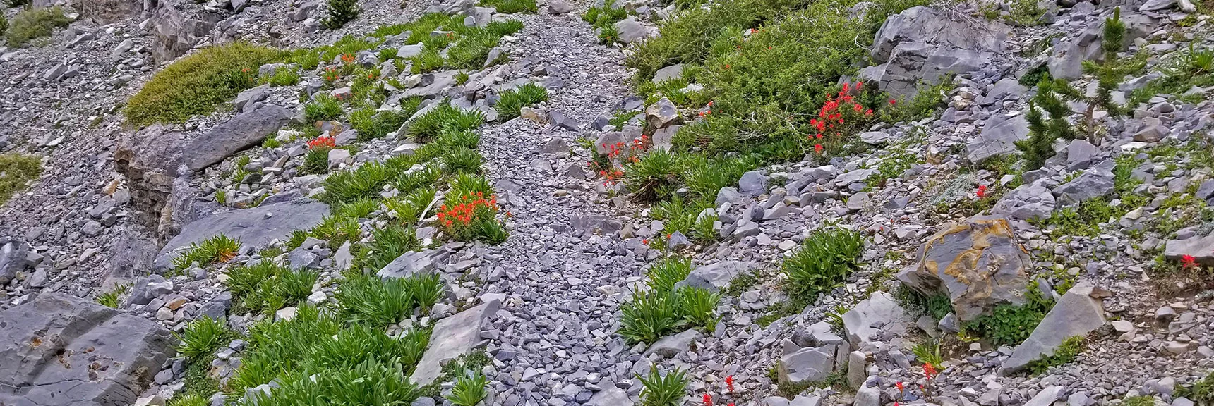 Spring in Full Bloom Today in Mid-July near 11,500ft | Lee and Charleston Peaks via Lee Canyon Mid Ridge | Mt Charleston Wilderness | Spring Mountains, Nevada