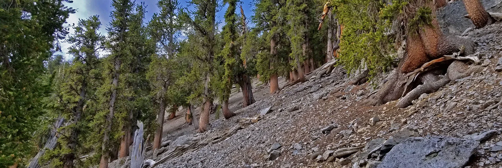 Approaching "The Ladder": Final 200ft Ascent to Lee/Kyle Canyon Summit Rim | Lee and Charleston Peaks via Lee Canyon Mid Ridge | Mt Charleston Wilderness | Spring Mountains, Nevada