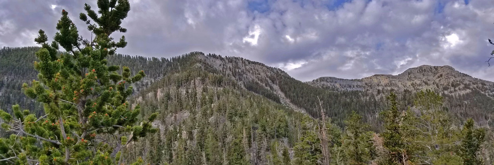 View to Mid Ridge Summit at Lee/Kyle Canyon Upper Rim. Lee Peak to Right. | Lee and Charleston Peaks via Lee Canyon Mid Ridge | Mt Charleston Wilderness | Spring Mountains, Nevada
