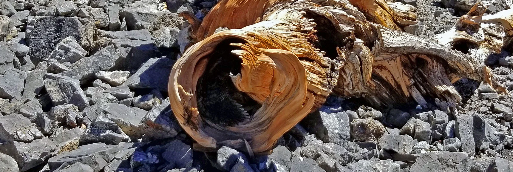 Only Later Did I See the Photoshopped Version of the Living Occupant in This Log. Look for Feathers. | Grand Circuit Loop Cougar Ridge Trail, Mummy Mountain Knees | Mummy Mountain Toe | Mummy Springs | Raintree | Fletcher Peak | Mt Charleston Wilderness | Spring Mountains, Nevada