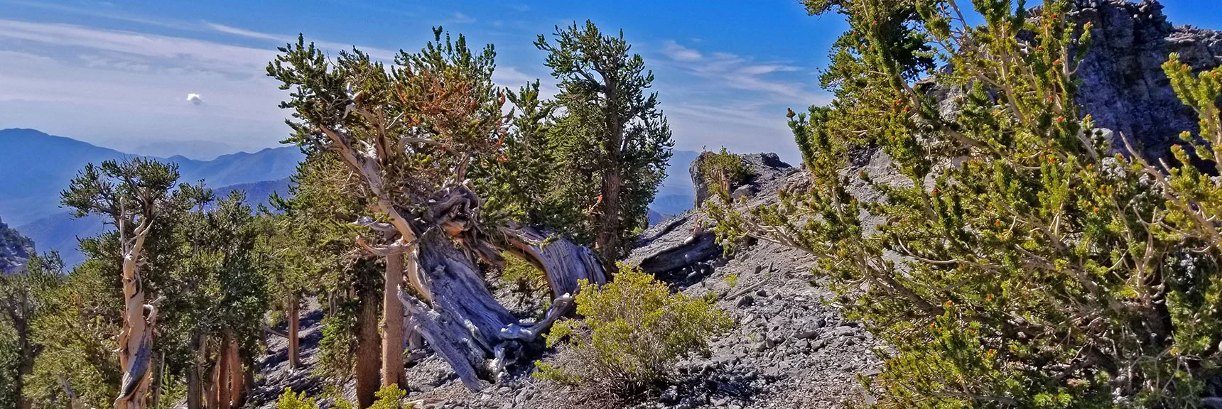 Countless Bristlecone Pine Sculptures On the Upper Limestone Ledge Above Kyle Canyon. | Grand Circuit Loop Cougar Ridge Trail, Mummy Mountain Knees | Mummy Mountain Toe | Mummy Springs | Raintree | Fletcher Peak | Mt Charleston Wilderness | Spring Mountains, Nevada