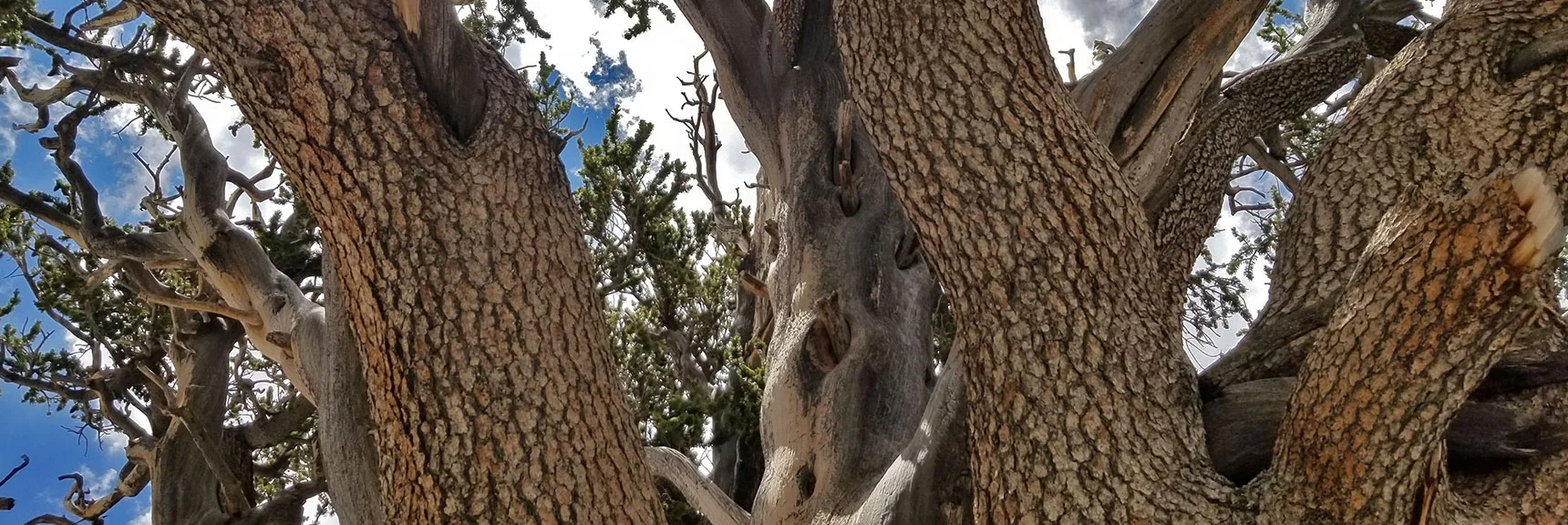 Raintree Massive, Healthy, Growing Multi-Trunk. | Grand Circuit Loop Cougar Ridge Trail, Mummy Mountain Knees | Mummy Mountain Toe | Mummy Springs | Raintree | Fletcher Peak | Mt Charleston Wilderness | Spring Mountains, Nevada