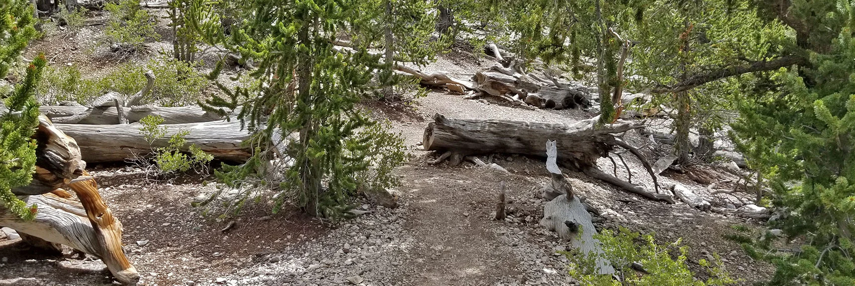 Fletcher Peak Unmarked Cut-Off Trail Begins at Sawn Through Log on North Loop Tr. Just Beyond Raintree. | Grand Circuit Loop Cougar Ridge Trail, Mummy Mountain Knees | Mummy Mountain Toe | Mummy Springs | Raintree | Fletcher Peak | Mt Charleston Wilderness | Spring Mountains, Nevada