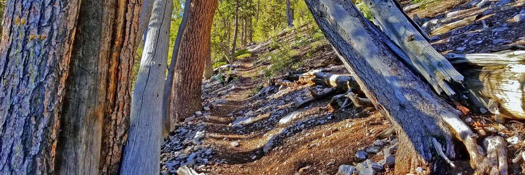 First Switchback Turn on Mummy Springs Trail Above Cougar Ridge Trail. | Grand Circuit Loop Cougar Ridge Trail, Mummy Mountain Knees | Mummy Mountain Toe | Mummy Springs | Raintree | Fletcher Peak | Mt Charleston Wilderness | Spring Mountains, Nevada