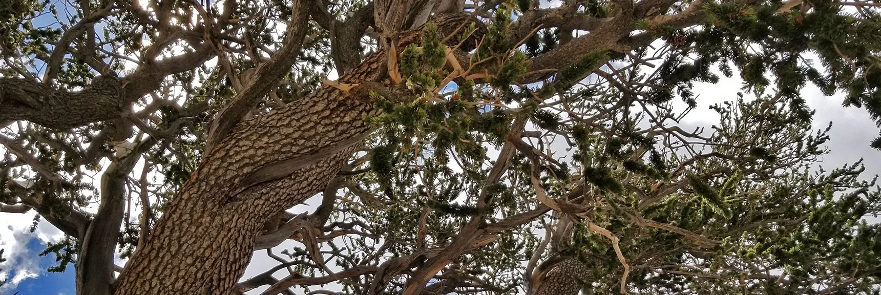 Rain Tree Canopy. 2-3,000-yrs-old. Sapling During Classical Greek Era. | Grand Circuit Loop Cougar Ridge Trail, Mummy Mountain Knees | Mummy Mountain Toe | Mummy Springs | Raintree | Fletcher Peak | Mt Charleston Wilderness | Spring Mountains, Nevada