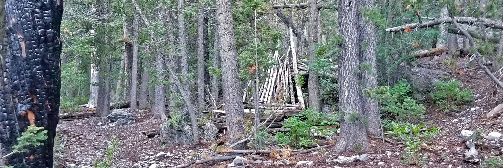 Old lean-to shelter near beginning of Cougar Ridge Trail | Grand Circuit Loop Cougar Ridge Trail, Mummy Mountain Knees | Mummy Mountain Toe | Mummy Springs | Raintree | Fletcher Peak | Mt Charleston Wilderness | Spring Mountains, Nevada