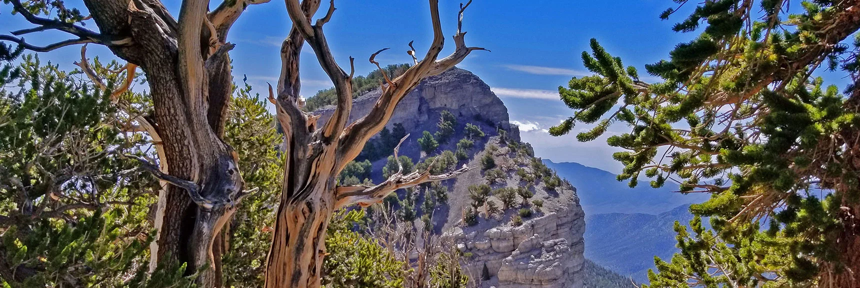 Closing in on Mummy's Toe. Hug the Ridge Edge. Descend to Saddle Between. | Grand Circuit Loop Cougar Ridge Trail, Mummy Mountain Knees | Mummy Mountain Toe | Mummy Springs | Raintree | Fletcher Peak | Mt Charleston Wilderness | Spring Mountains, Nevada