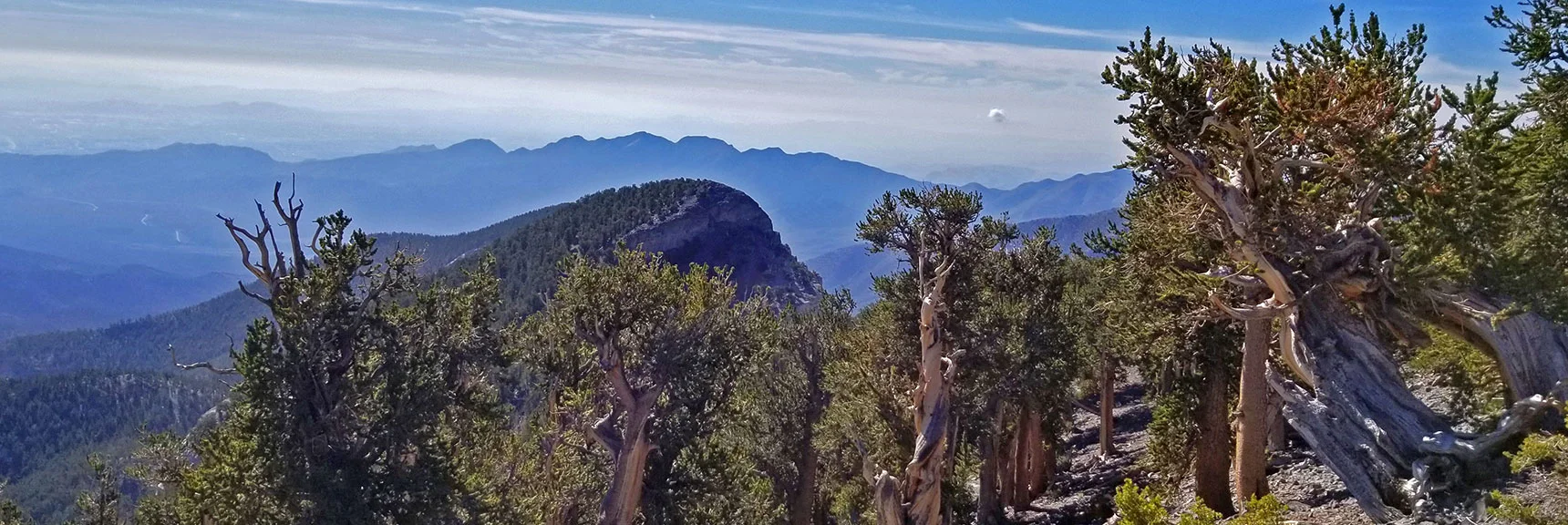 Mummy's Toes from Mummy's Knees. Incredible Untouched Ancient Bristlecone Pine Forested Area. | Grand Circuit Loop Cougar Ridge Trail, Mummy Mountain Knees | Mummy Mountain Toe | Mummy Springs | Raintree | Fletcher Peak | Mt Charleston Wilderness | Spring Mountains, Nevada