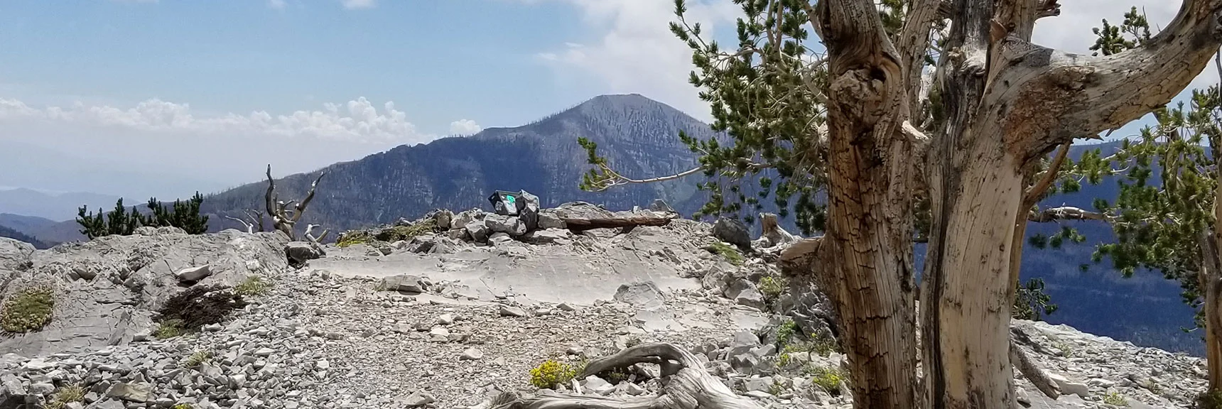 Arrival on Fletcher Peak Summit! Griffith Peak Background. | Grand Circuit Loop Cougar Ridge Trail, Mummy Mountain Knees | Mummy Mountain Toe | Mummy Springs | Raintree | Fletcher Peak | Mt Charleston Wilderness | Spring Mountains, Nevada