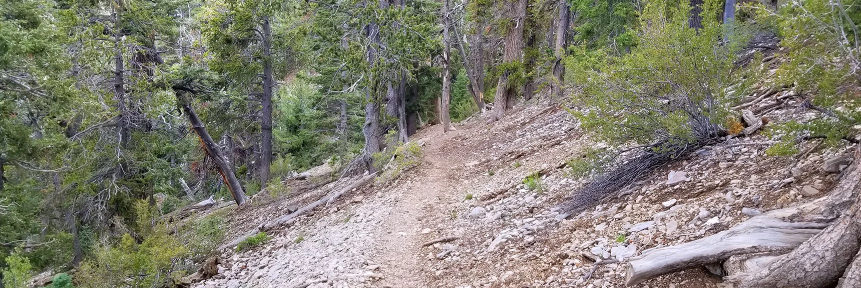 Descending "Planet Switchback" -- Series of 11 Switchbacks on North Loop Trail. Easier Going Down! | Grand Circuit Loop Cougar Ridge Trail, Mummy Mountain Knees | Mummy Mountain Toe | Mummy Springs | Raintree | Fletcher Peak | Mt Charleston Wilderness | Spring Mountains, Nevada